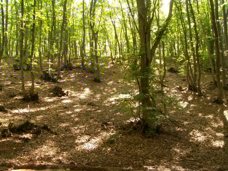 Forest Trees Close View Natural Background, In the Woods Version 17 photo