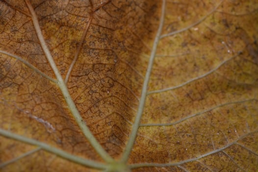 Intricate patterns of a dried leaf revealing nature's artistry in autumn hues photo