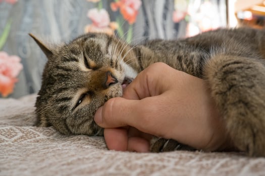 An aggressive gray cat attacked the owner's hand. A beautiful cute cat plays with a woman's hand and bites with funny emotions. Cute fluffy pet photo