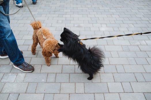 A person is walking two small dogs on a leash photo