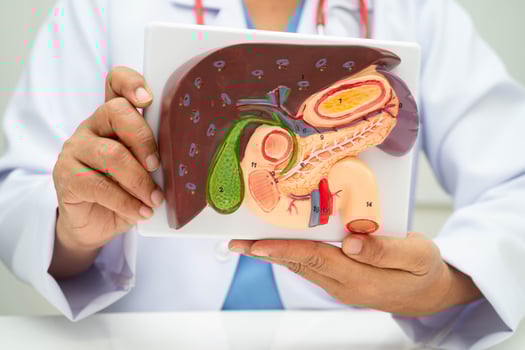 Liver with gallbladder, pancreas spleen and duodenum, Asian doctor holding human anatomy model for study diagnosis and treatment in hospital. photo