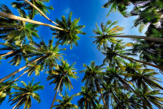 View of the tops of palm trees with large leaves photo