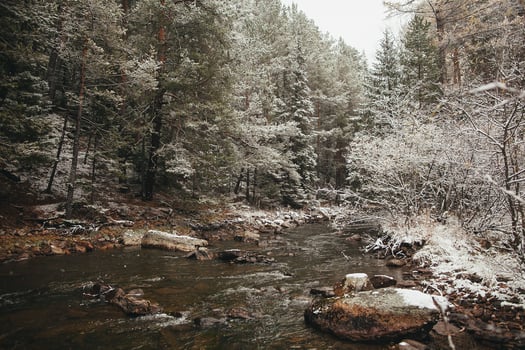 A river in the woods photo