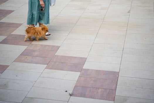 A woman is strolling along a pathway while holding a small dog on a leash, enjoying the outdoors together during this lovely day, creating a heartwarming scene of companionship photo