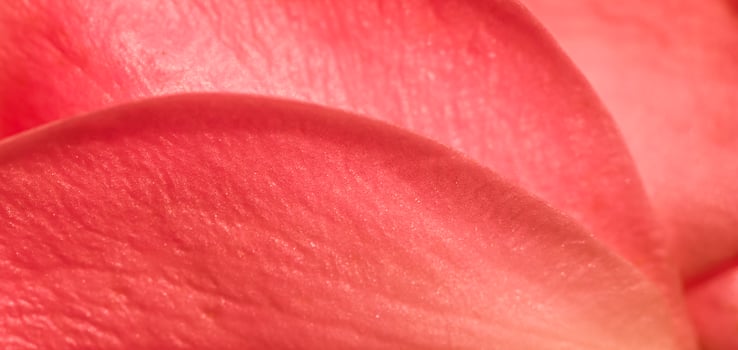 Soft focus, abstract floral background, red rose flower petals. Macro flowers backdrop for holiday design photo