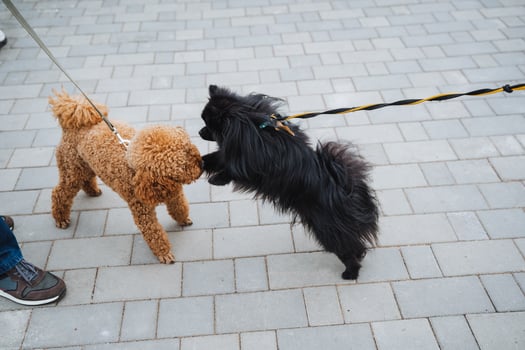 A person is leisurely walking two small dogs, both on a leash, enjoying their time outside together in a pleasant environment, making sure to keep the dogs safe and secure photo