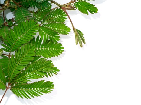 Sensitive plant leaves on white background. photo