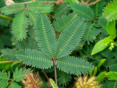 Close up of Sensitive plant leaves background. photo