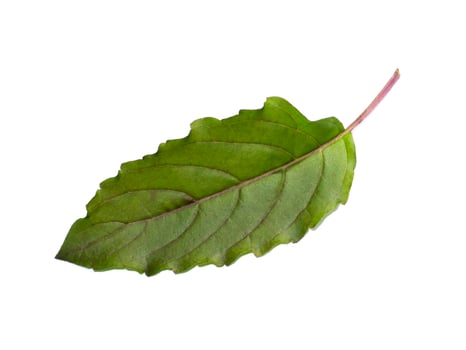 Holy basil, Thai basil leaf on white background. photo