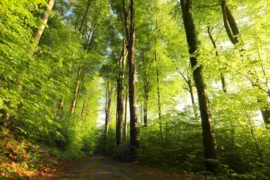 Path through spring deciduous forest at dawn. photo