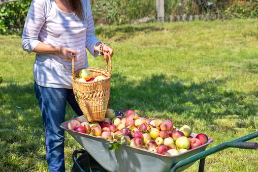Harvesting apples, a woman picks ripe juicy apples in a straw basket on a summer day. photo