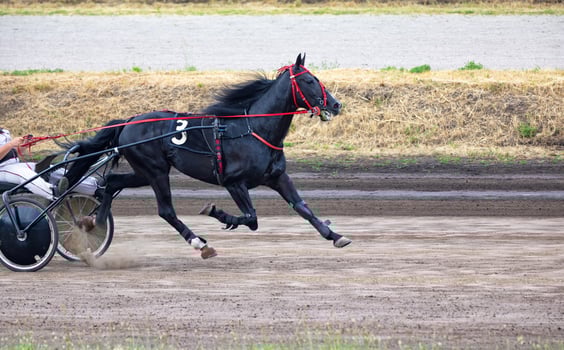 Racing thrills at the harness track on a sunny day in the countryside photo