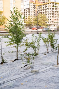 In a vast and expansive open field, a diverse and vibrant group of trees is thriving and flourishing, despite the surrounding area being heavily covered in discarded plastic materials photo