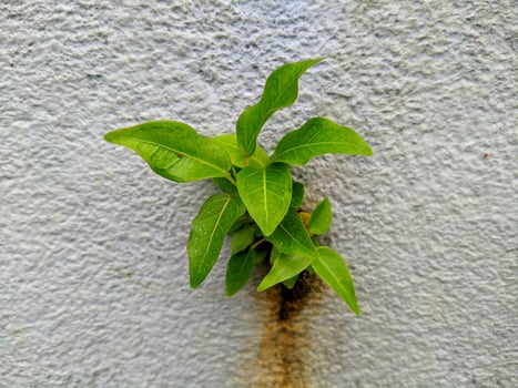 a plant growing out of a white concrete wall photo