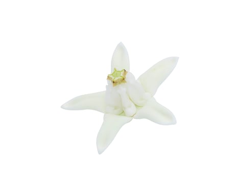 Close up Crown flower or Giant indian milkweed on white background. photo