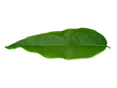 dark green leaves of the bamboo grass on white background. photo
