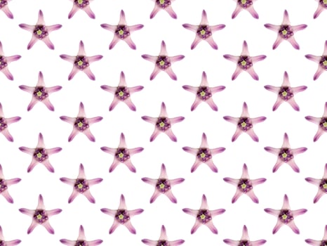 Pattern image of purple Crown flower or Giant indian milkweed on white background. photo