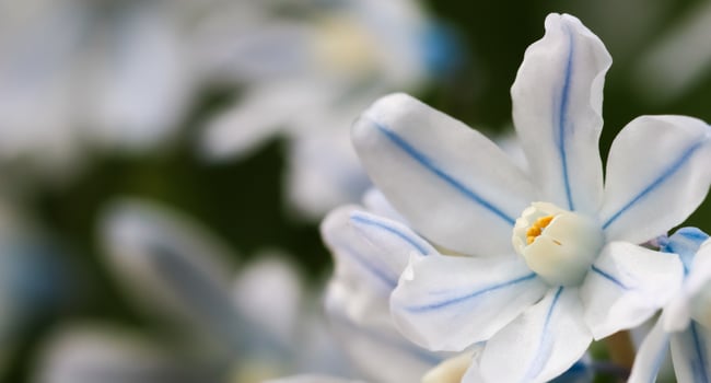 Blooming of beautiful white flowers , Puschkinia scilloides in the spring garden photo