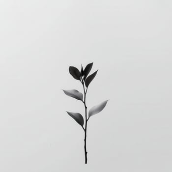 Minimalist black plant sprig, white background photo