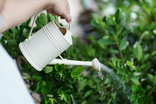 a man is watering a plant with a watering can photo