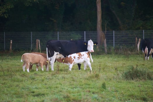 Cattle herd with feeding calves. photo