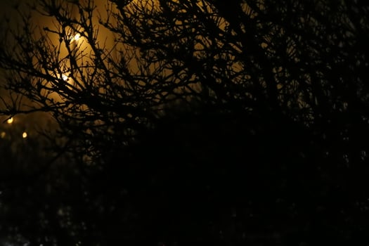 Background with bush and street lamps in the night. photo