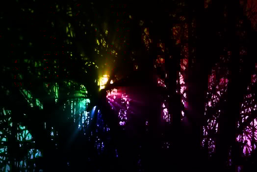 Rainbow colored light in shining through tree in the night. photo