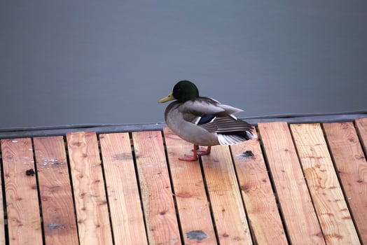 A male mallard standing on a boardwalk in front of water photo