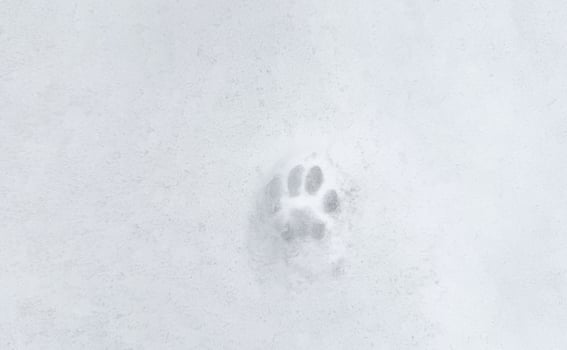 Cat paw prints in the snow, winter photo