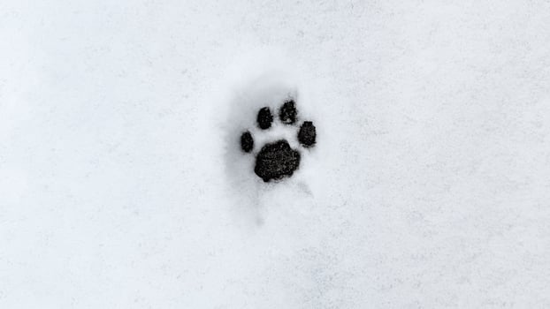 Interesting abstract white background with footprints of a cat paw on the snow. photo