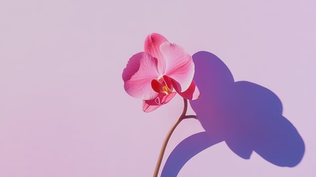 Delicate pink orchid casting a soft shadow against a pastel backdrop photo