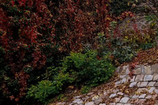 Red and green ivy covering stone wall in prague during autumn photo