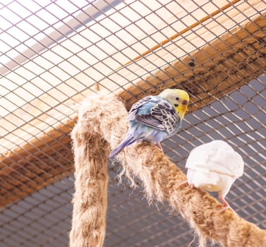 Close up shot of the budgerigars. Birds photo