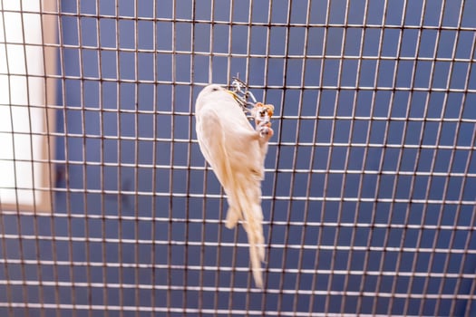 Close up shot of the budgerigar, Birds photo