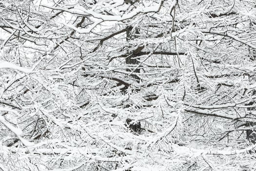 The heavy snowfall in a wild park, winter fairy tale in the forest, snow-covered tree branches, large flakes of snow are slowly falling, nobody, snow storm, blizzard photo