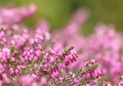 Pink Erica carnea flowers , winter Heath in the garden in early spring photo