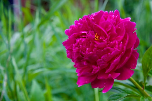 wild flowers, inflorescences petals close-up photo