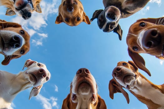 Curious dogs looking down at camera against blue sky photo