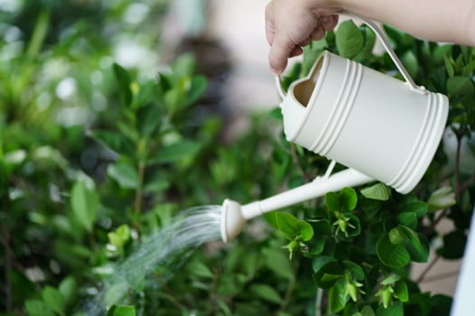 a person is watering a plant with a watering can in morning photo