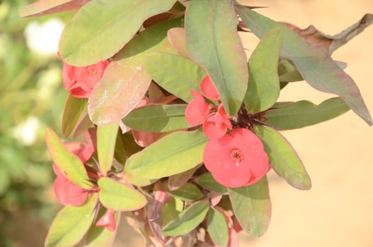 A close up of a plant with red flowers photo