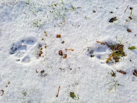 Dog tracks on white snow. A dog walks in the snow, leaving tracks. photo