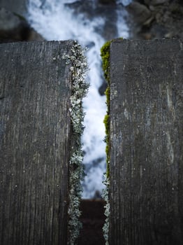 Moss and lichen growing on wooden planks over river in chamonix, france photo