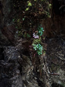 Moss and small plants growing on rock face in chamonix, france photo