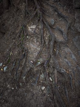Large tree roots growing above ground in chamonix forest photo