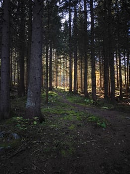 Sunlight filtering through trees in chamonix forest during autumn photo