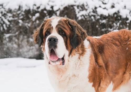 Saint Bernard adult walking outdoors in winter day photo