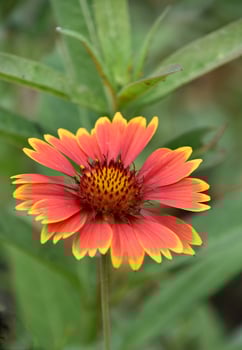 Gorgeous Red and Yellow Blanket Flower in Bloom photo