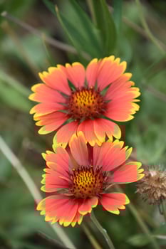 Pretty Red and Yellow Gaillardia Flower Blooming photo