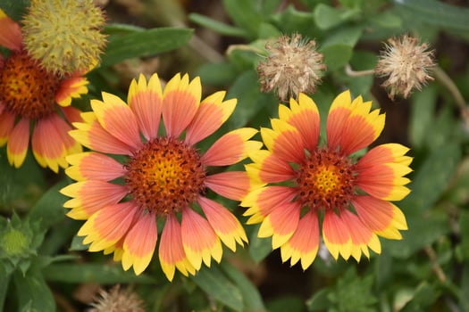 Close Up of Red and Yellow Gaillardia Flowers photo