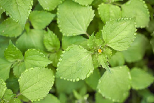 Green foliage with dew drop edges and tiny yellow flower emerging in lush garden setting. photo
